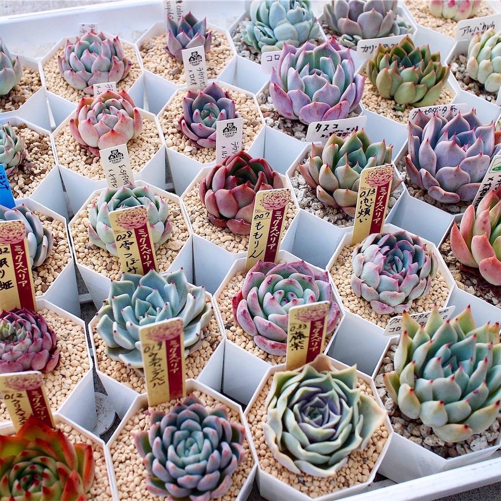 見比べ画像　多肉植物 多肉植物 多種肥料比較〜🌱｜🍀GreenSnap（グリーンスナップ）