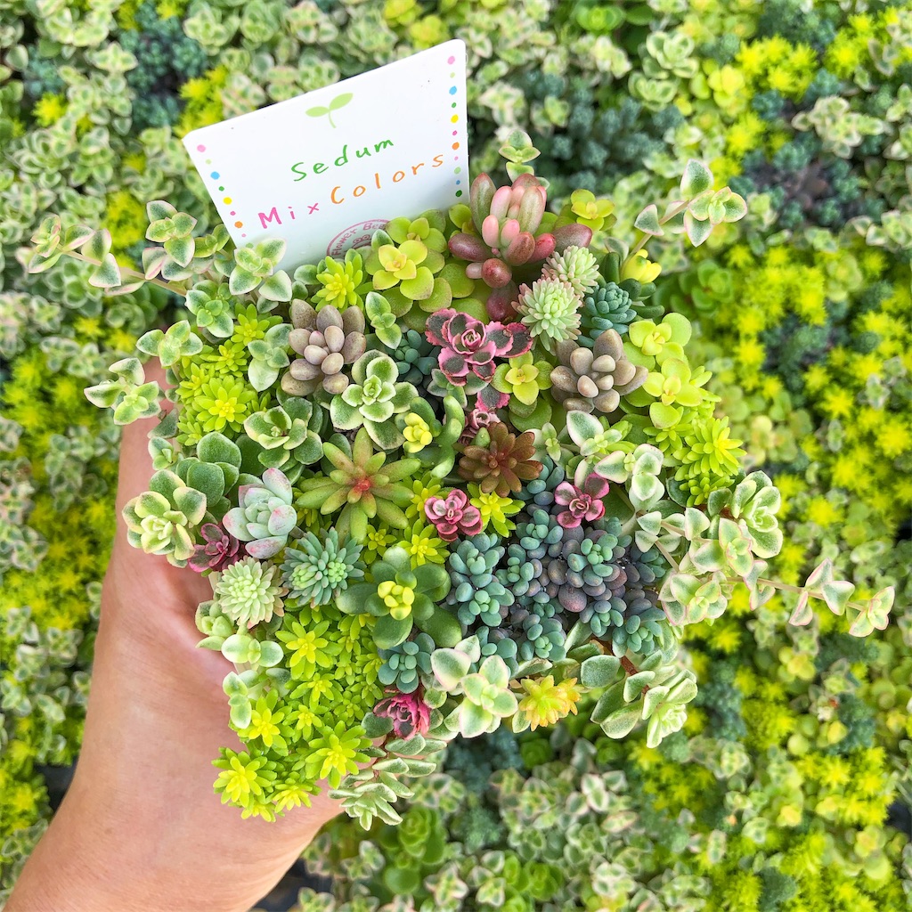 f:id:chimalabo:20200927121438j:image