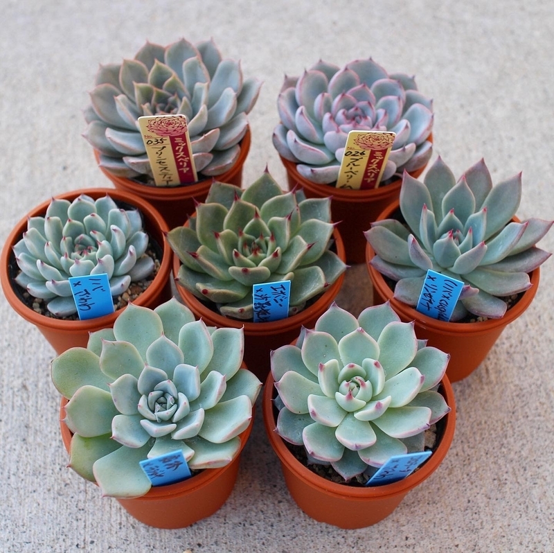 f:id:chimalabo:20201028172003j:plain