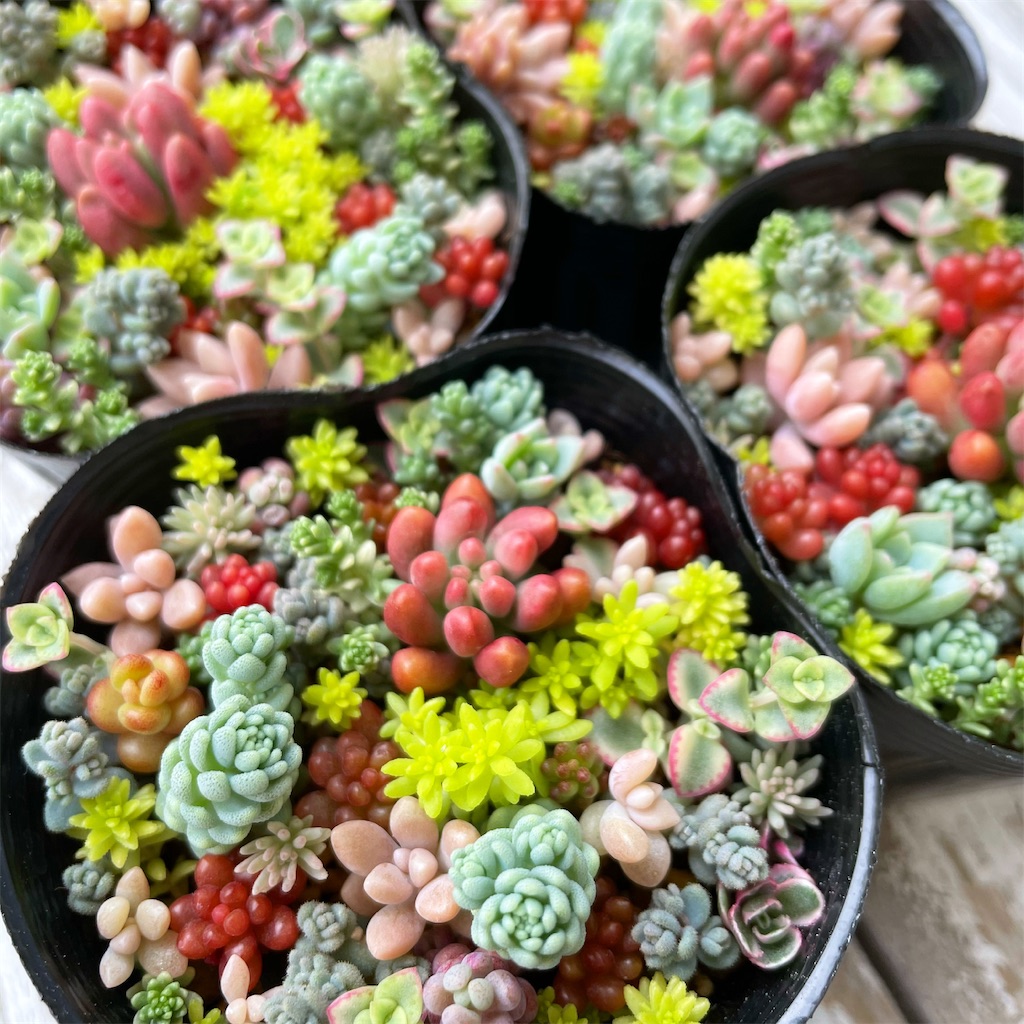 f:id:chimalabo:20210613132837j:image