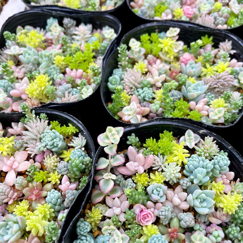 f:id:chimalabo:20210613132841j:image