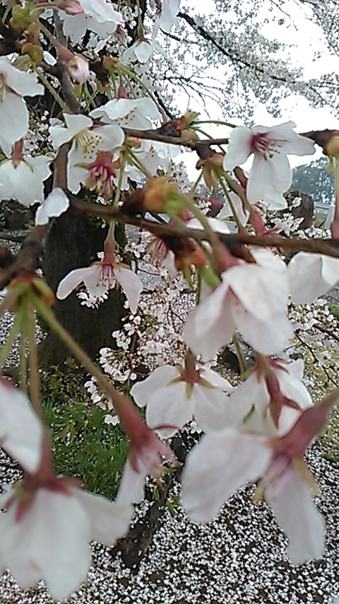 f:id:chimaring:20200401103639j:plain