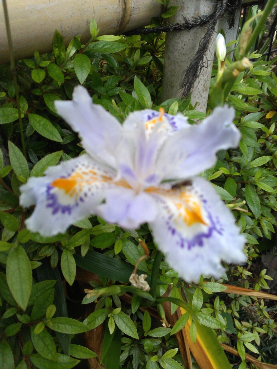 f:id:chimaring:20200513092453j:plain f:id:chimaring:20200513092453j:plain