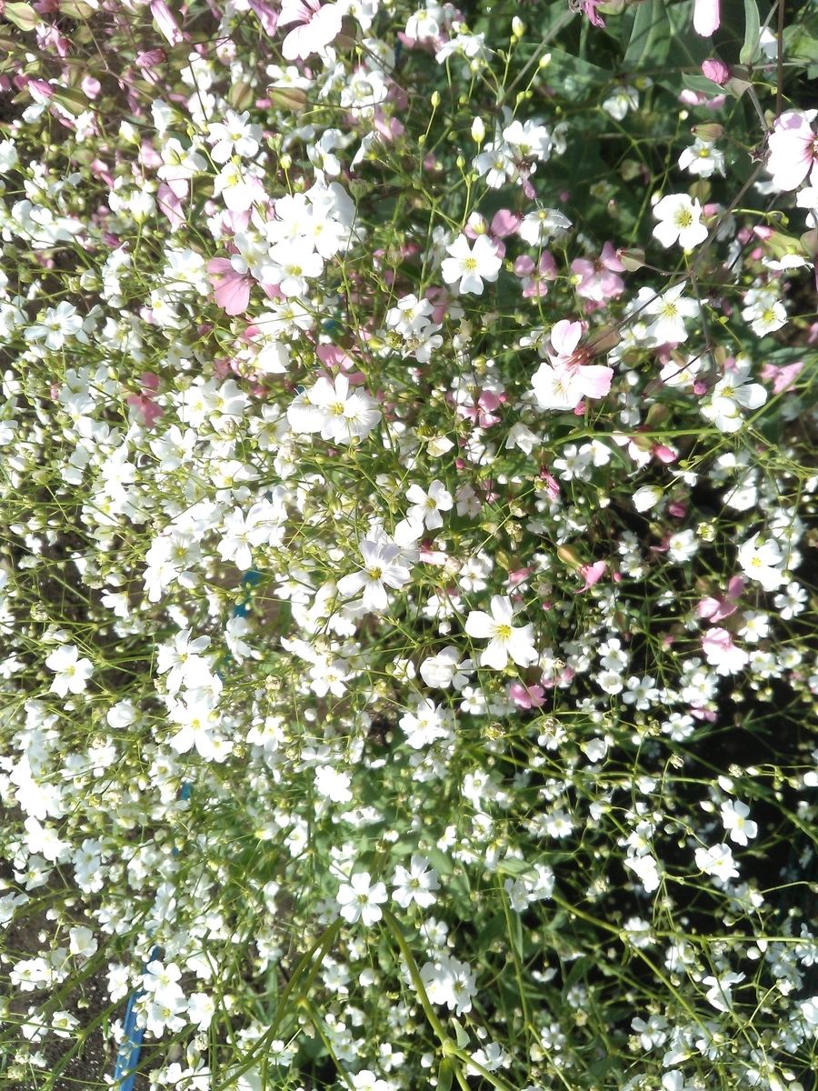 f:id:chimaring:20200517152719j:plain f:id:chimaring:20200517152719j:plain
