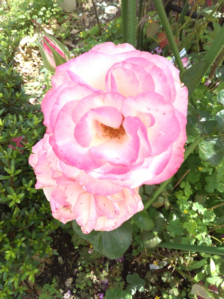 f:id:chimaring:20200526201250j:plain f:id:chimaring:20200526201250j:plain