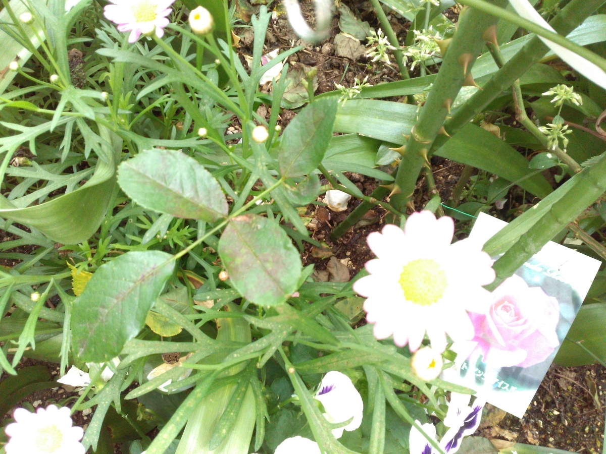 f:id:chimaring:20200531093436j:plain f:id:chimaring:20200531093436j:plain