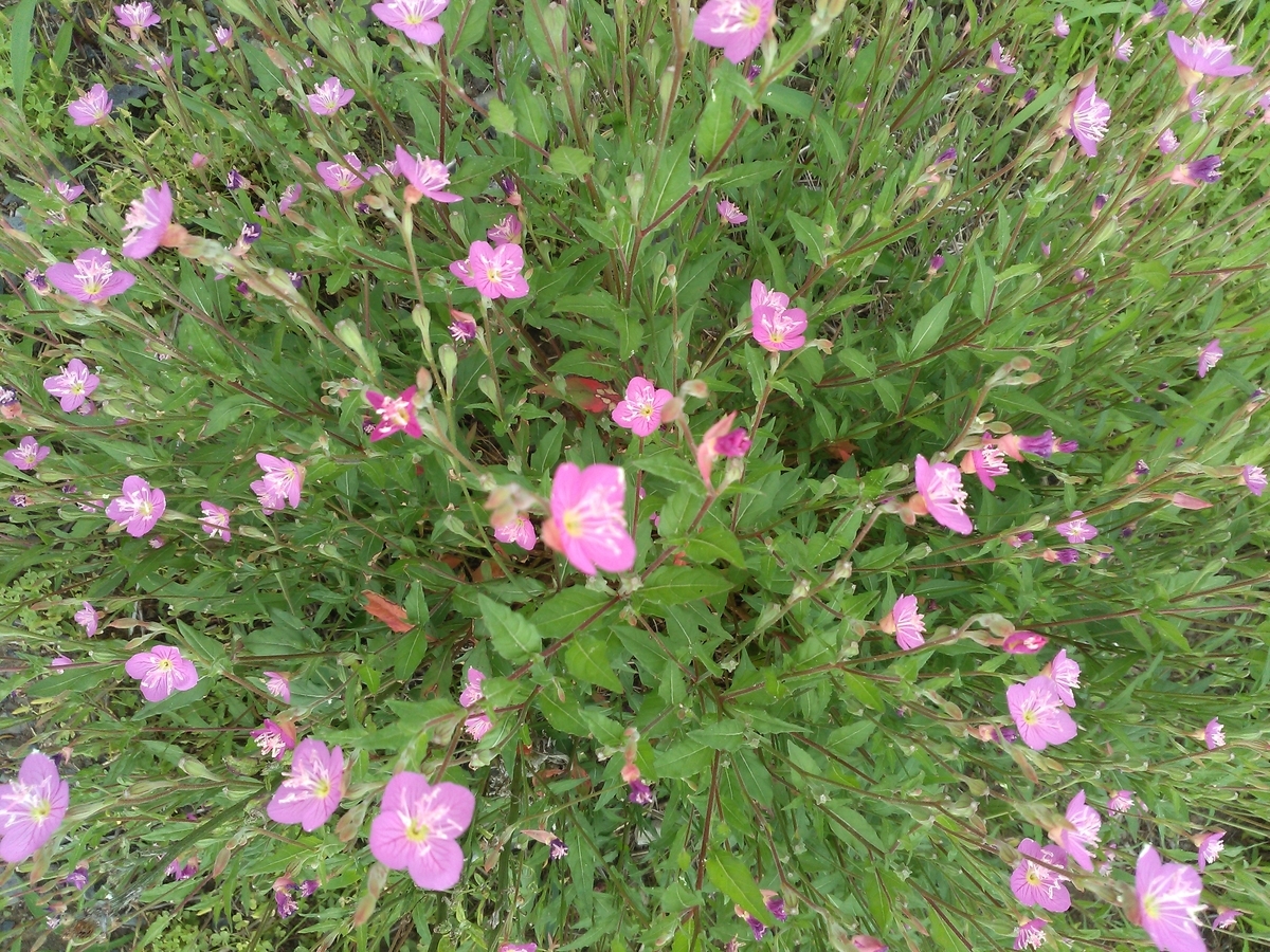 f:id:chimaring:20200607075449j:plain f:id:chimaring:20200607075449j:plain
