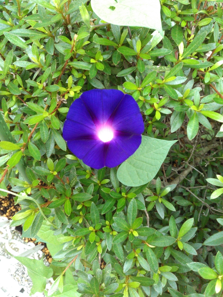 f:id:chimaring:20200614093450j:plain f:id:chimaring:20200614093450j:plain