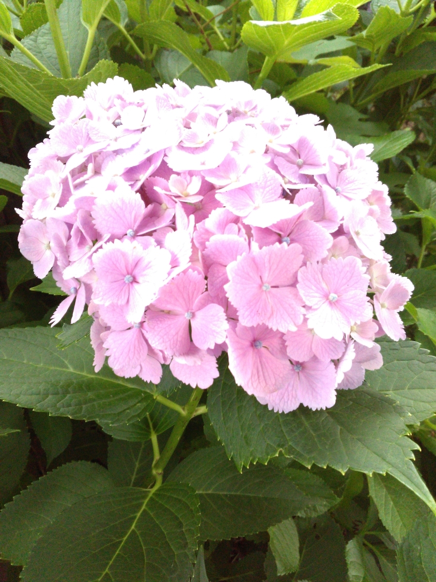 f:id:chimaring:20200701171857j:plain f:id:chimaring:20200701171857j:plain