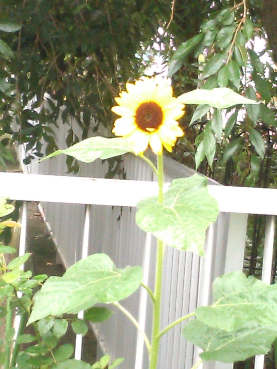 f:id:chimaring:20200711095828j:plain f:id:chimaring:20200711095828j:plain