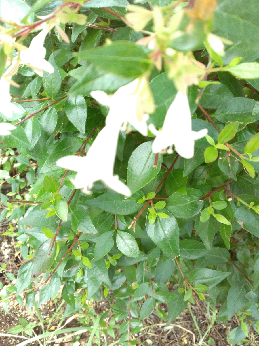 f:id:chimaring:20200717094742j:plain f:id:chimaring:20200717094742j:plain