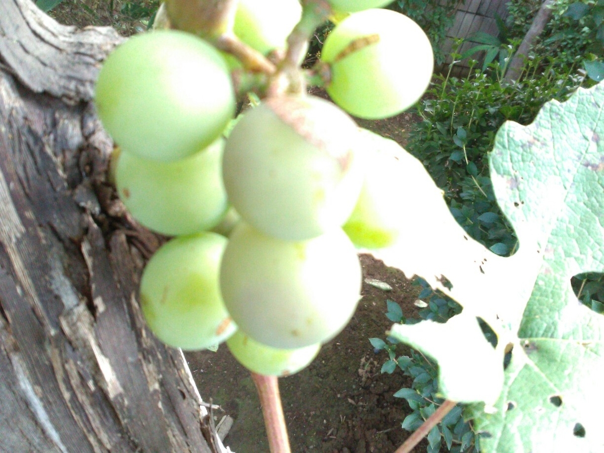 f:id:chimaring:20200722163056j:plain f:id:chimaring:20200722163056j:plain
