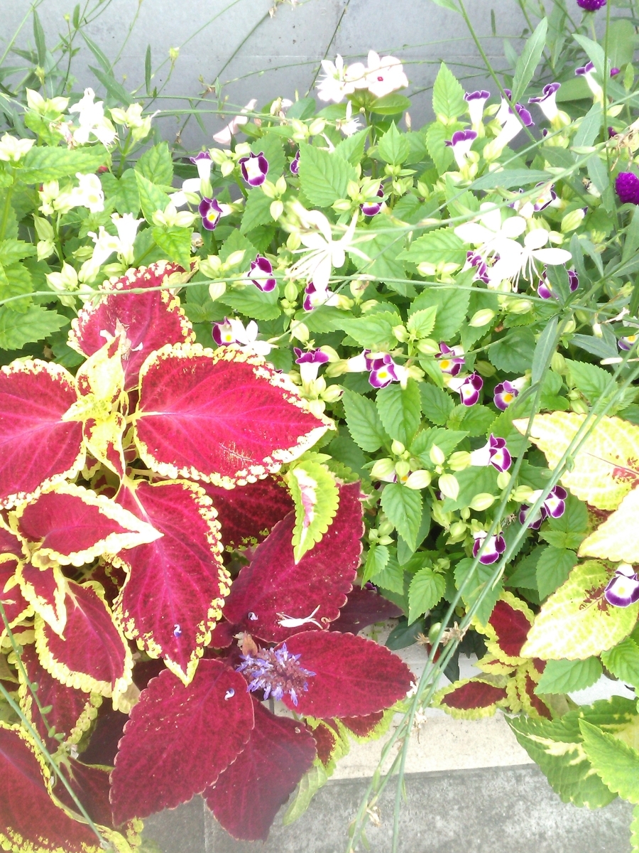 f:id:chimaring:20200728202642j:plain f:id:chimaring:20200728202642j:plain