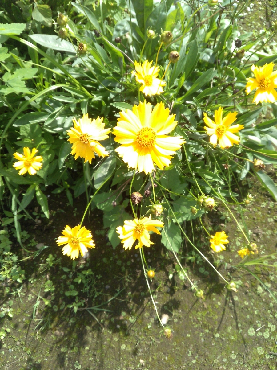 f:id:chimaring:20200806132401j:plain f:id:chimaring:20200806132401j:plain