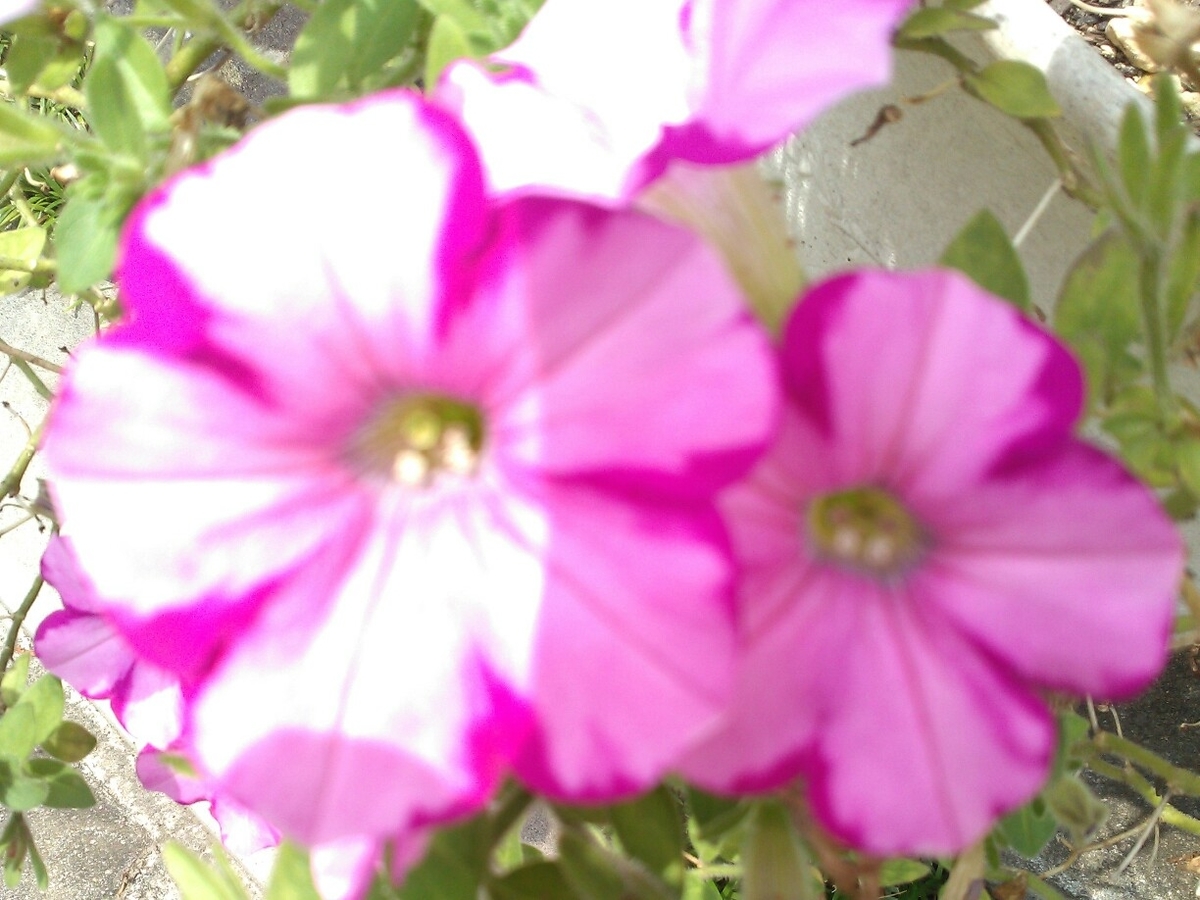 f:id:chimaring:20200807202235j:plain f:id:chimaring:20200807202235j:plain