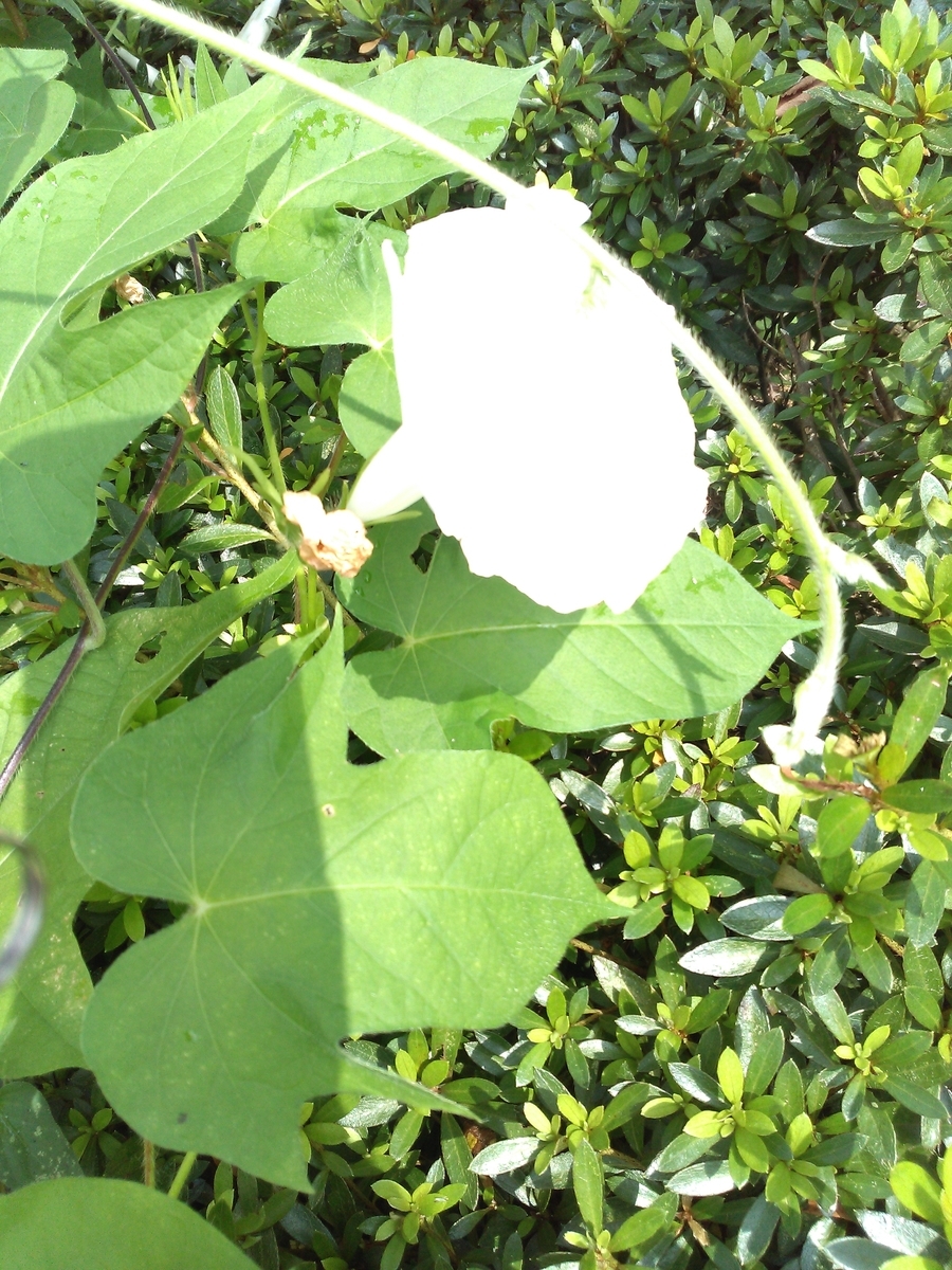 f:id:chimaring:20200808095525j:plain f:id:chimaring:20200808095525j:plain