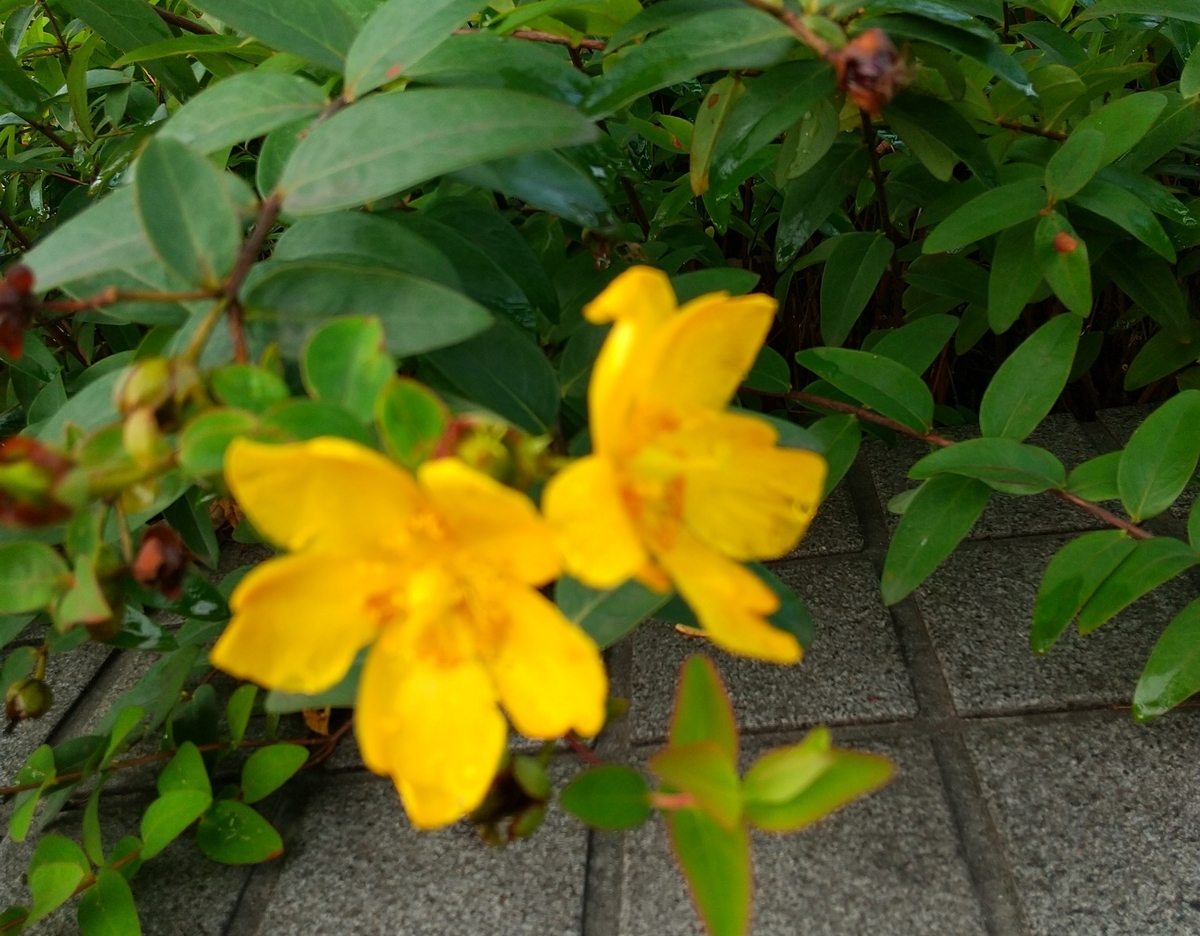 f:id:chimaring:20200815062257j:plain f:id:chimaring:20200815062257j:plain