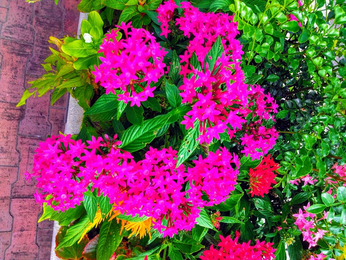 f:id:chimaring:20201007202250j:plain f:id:chimaring:20201007202250j:plain