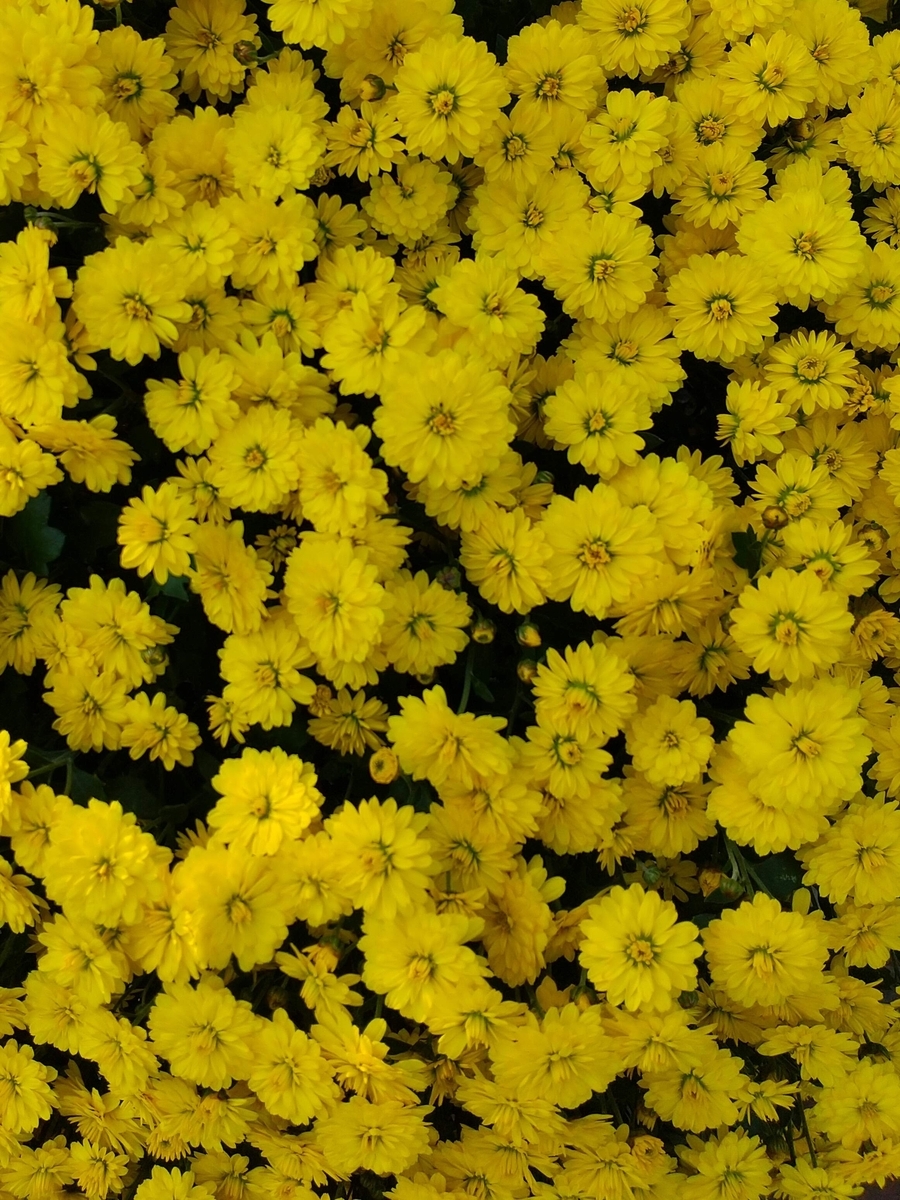 f:id:chimaring:20201102220117j:plain f:id:chimaring:20201102220117j:plain