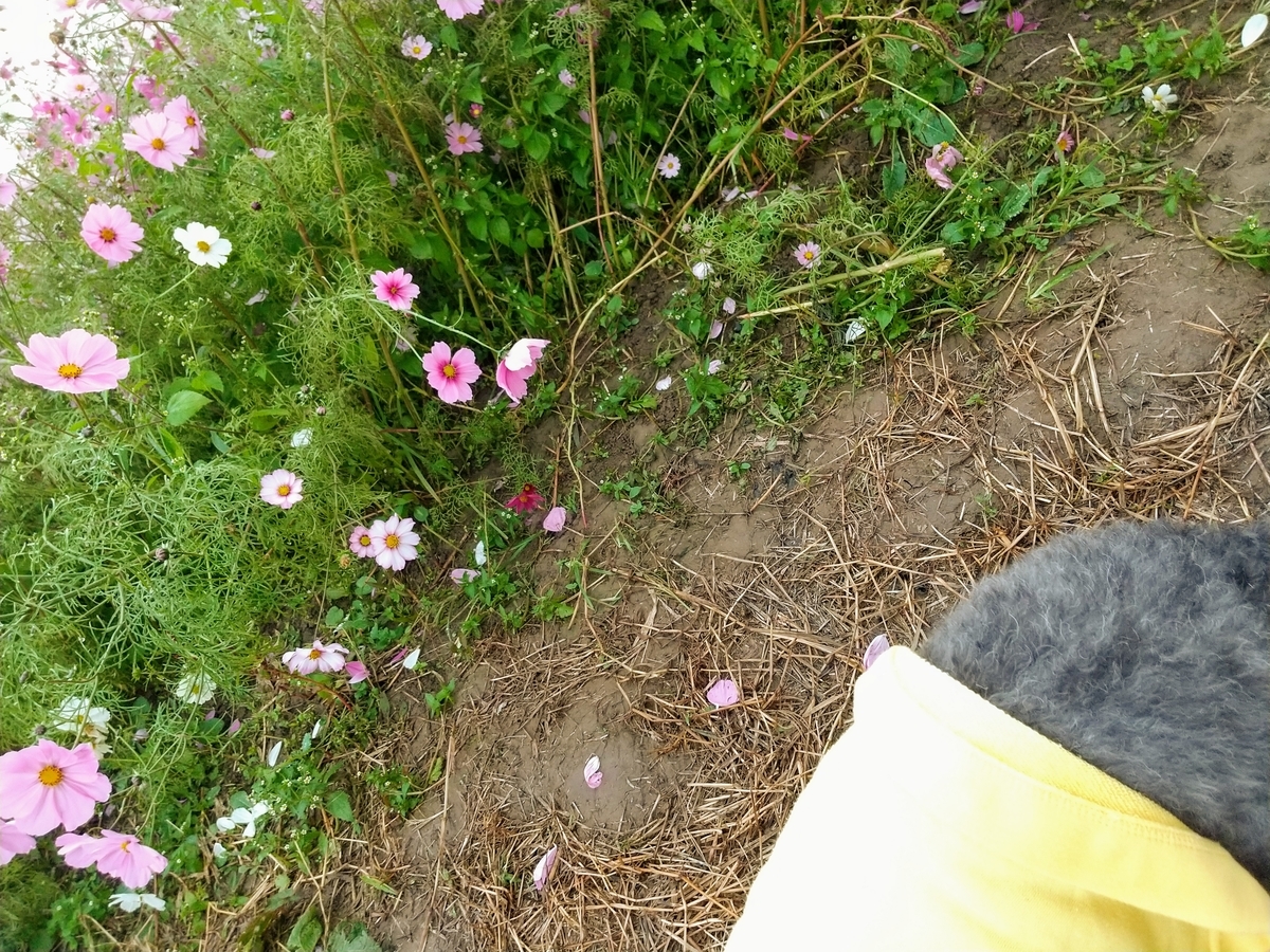 f:id:chimaring:20201103202026j:plain f:id:chimaring:20201103202026j:plain