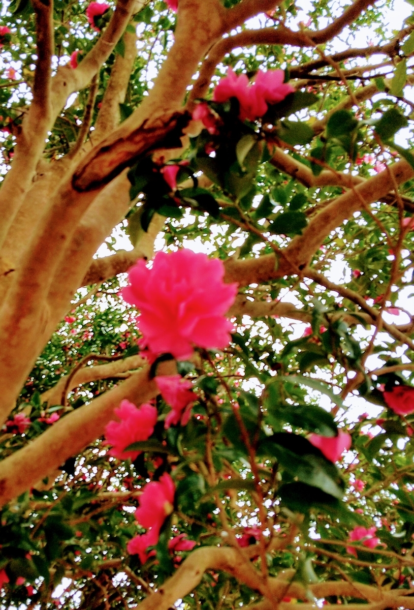 f:id:chimaring:20201104174729j:plain f:id:chimaring:20201104174729j:plain