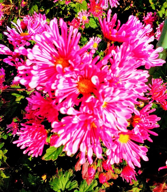 f:id:chimaring:20201117205430j:image