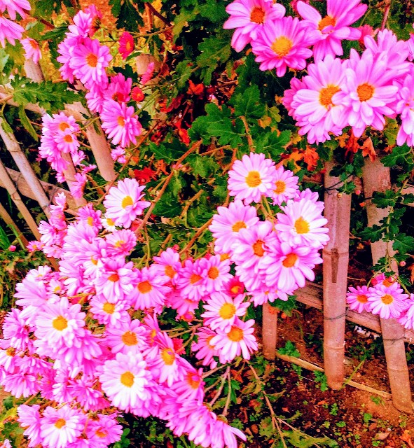 f:id:chimaring:20201124083001j:image f:id:chimaring:20201124083001j:image