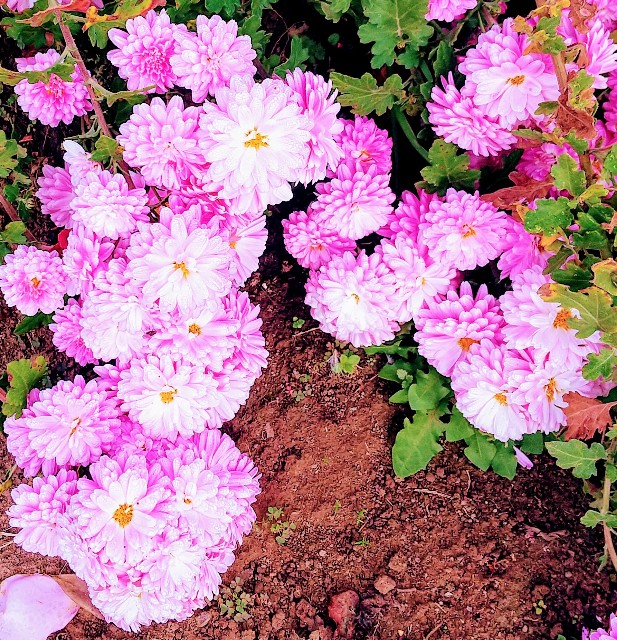 f:id:chimaring:20201124083042j:image f:id:chimaring:20201124083042j:image