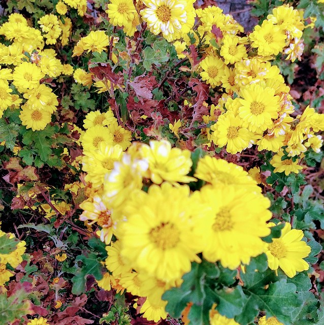 f:id:chimaring:20201124083206j:image f:id:chimaring:20201124083206j:image