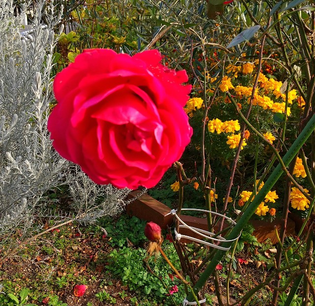 f:id:chimaring:20201213161932j:image f:id:chimaring:20201213161932j:image