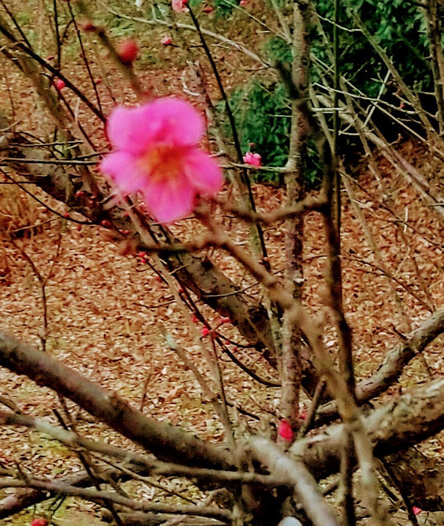 f:id:chimaring:20210123164046j:plain
