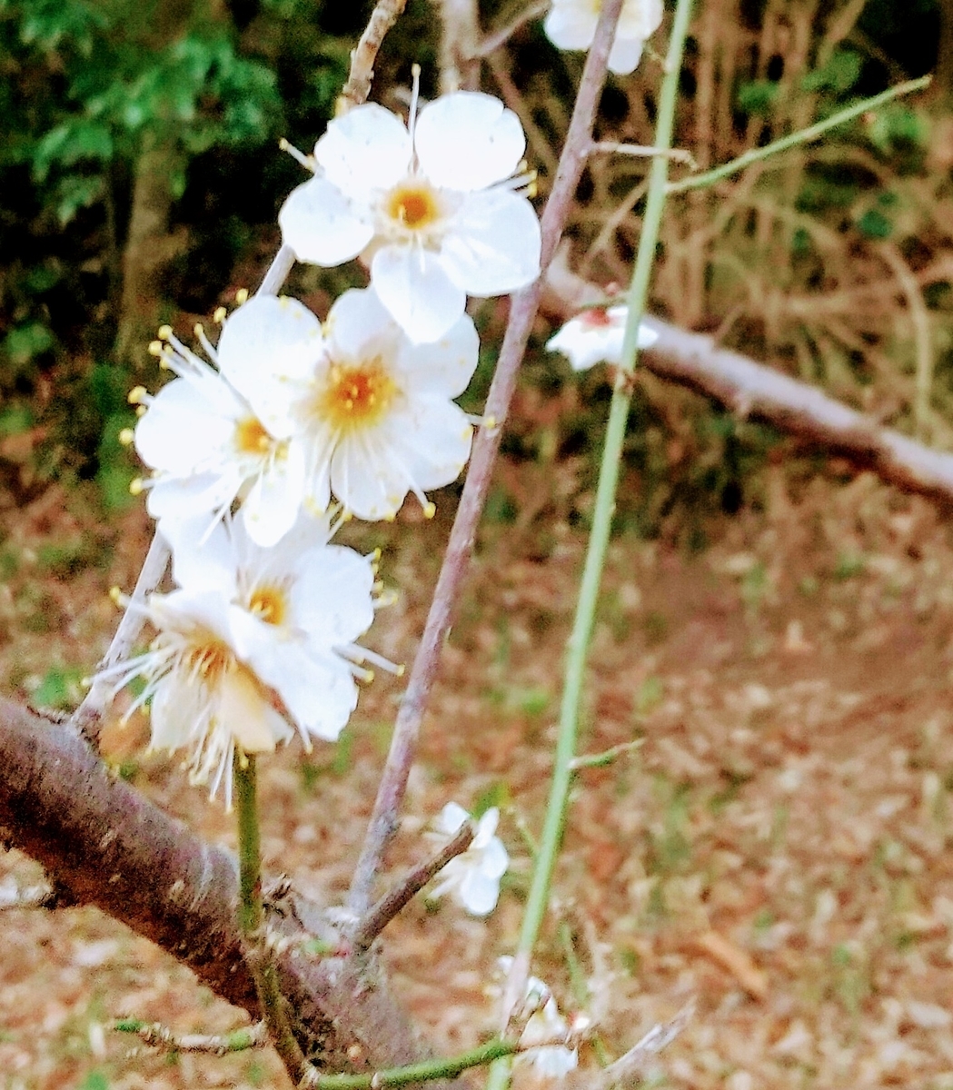 f:id:chimaring:20210123164346j:plain