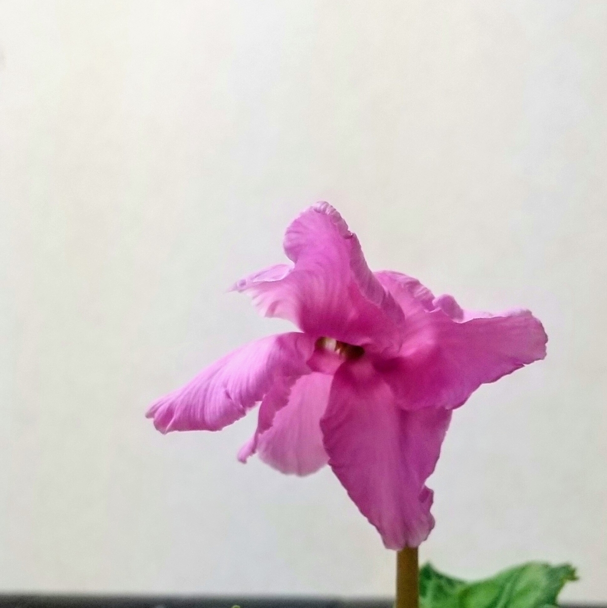 f:id:chimaring:20220124175554j:plain
