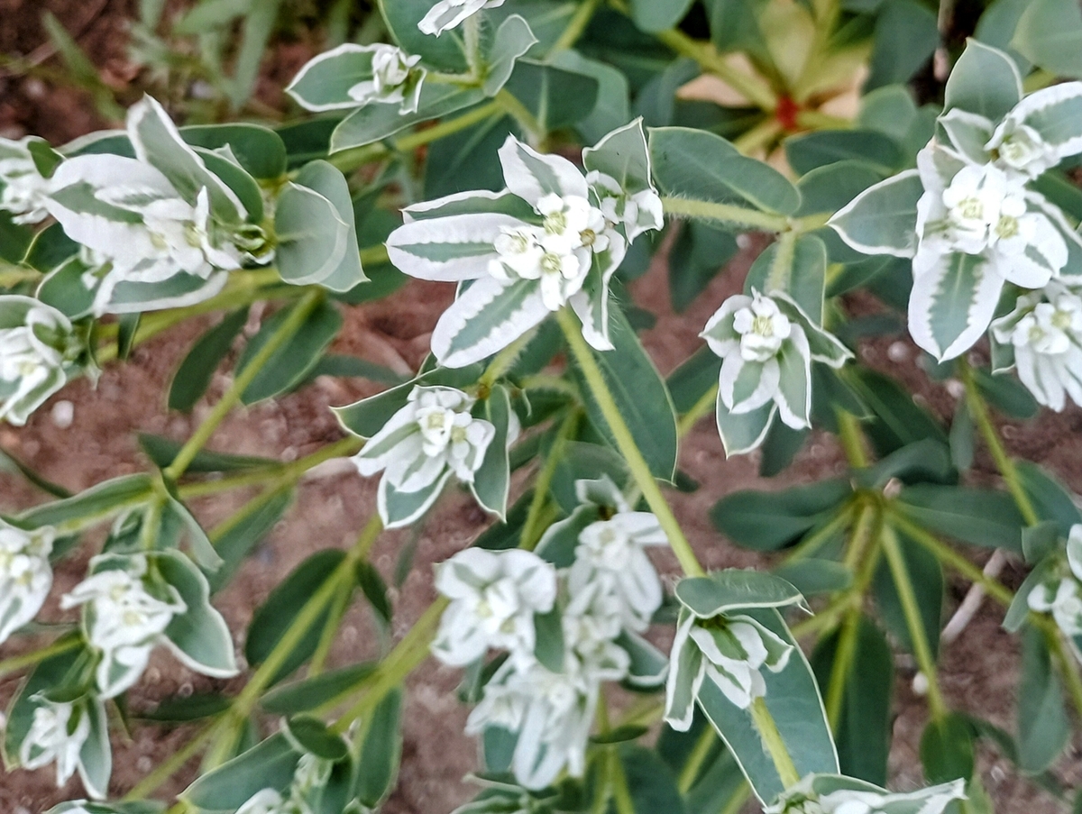 ハツユキソウのお花です。