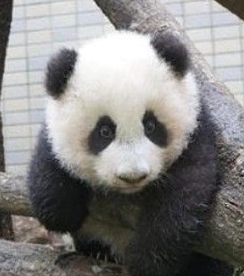 f:id:china2ki:20180810231056j:plain f:id:china2ki:20180810231056j:plain