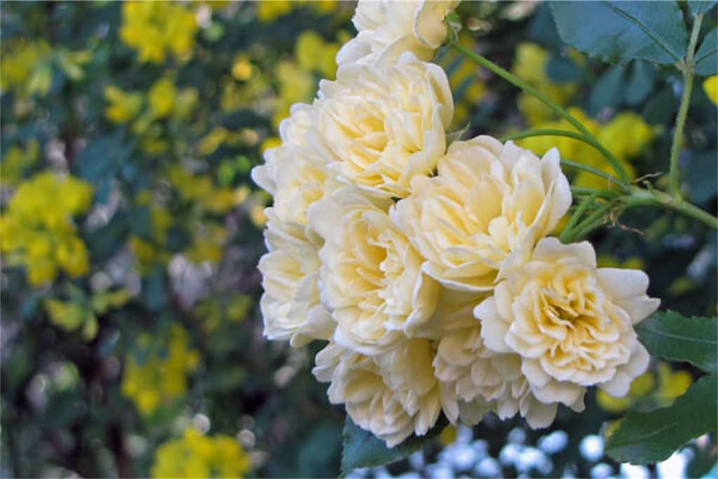 f:id:chinapyon:20200430140151j:image