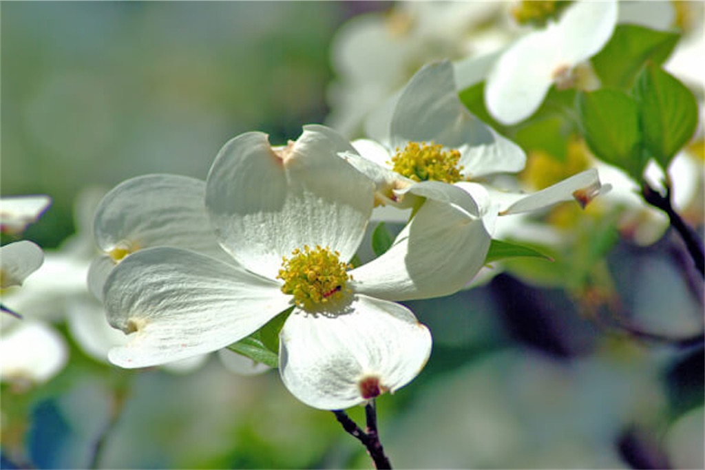 f:id:chinapyon:20210509211029j:image