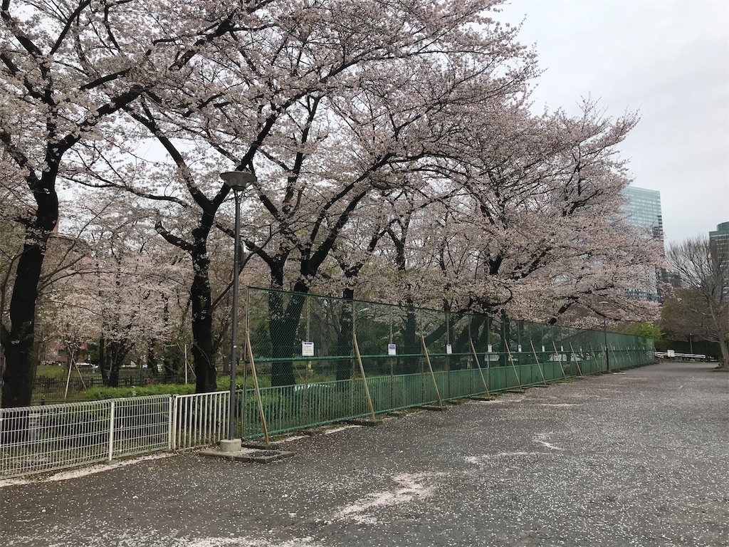 紹介 新宿中央公園等に咲く桜をご紹介します Chinasukiのブログ 紹介 新宿中央公園等に咲く桜をご紹介します Chinasukiのブログ