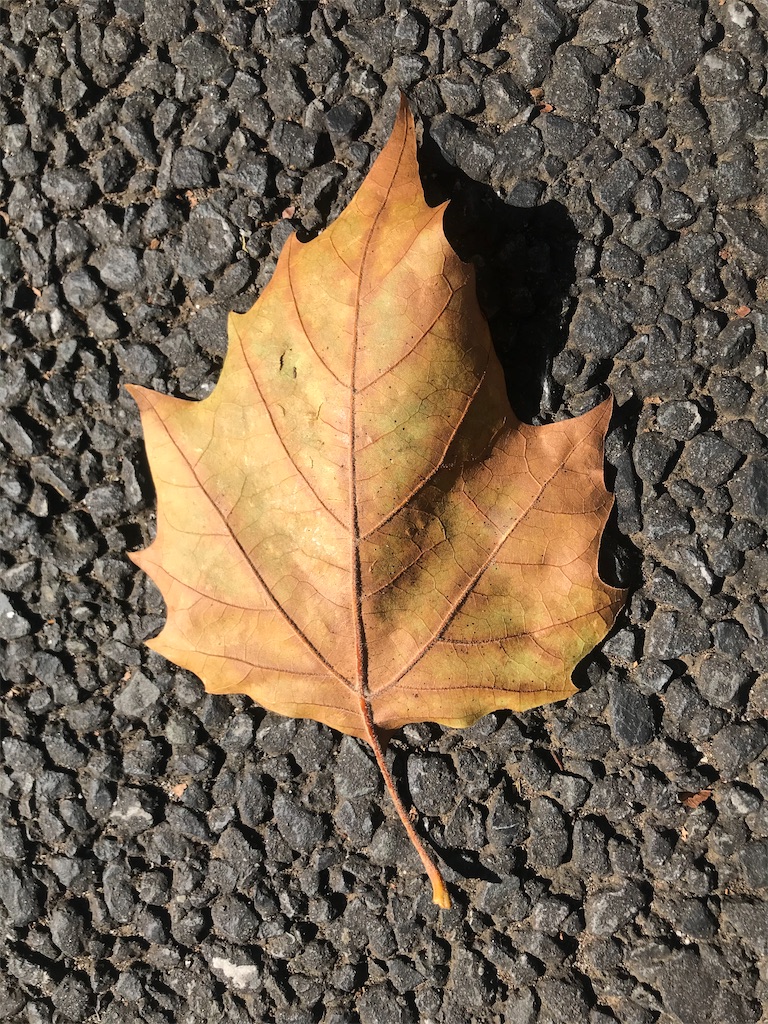 紹介 秋の紅葉の葉っぱ1枚1枚じっくり見てね Chinasukiのブログ