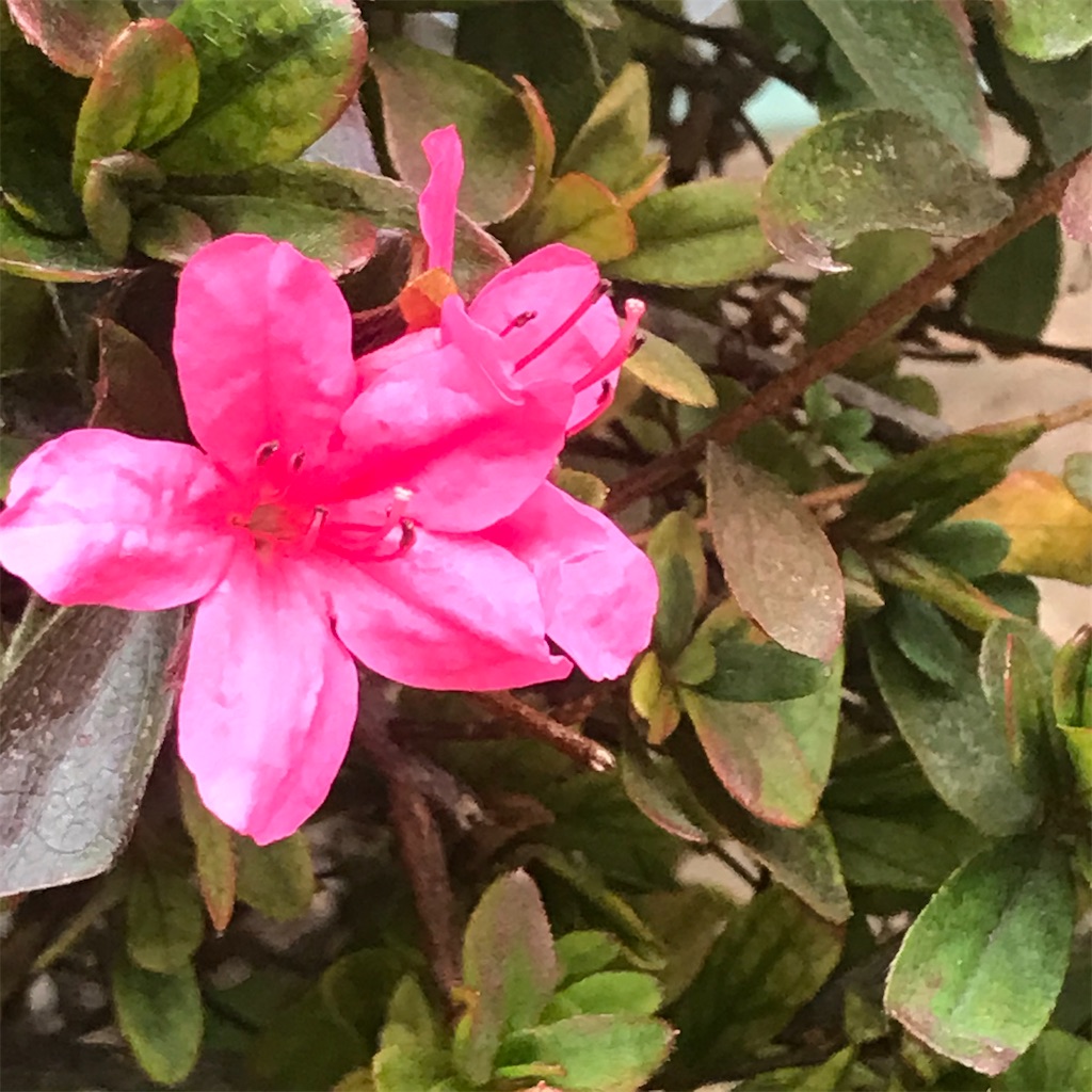 紹介 新宿区若松町でサツキの花を見かけたよ Chinasukiのブログ 紹介 新宿区若松町でサツキの花を見かけたよ Chinasukiのブログ