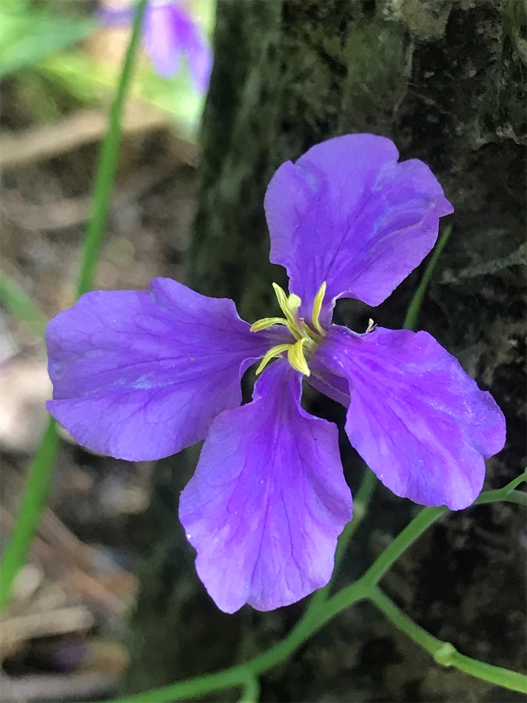 紹介 植物 新宿中央公園で見かけた紫色の花オオアラセイトウを紹介します Chinasukiのブログ