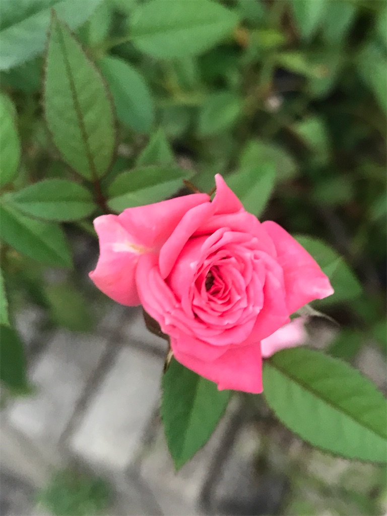 紹介 植物 ロサ キネンシス 英名チャイナローズ の花紹介するよ Chinasukiのブログ