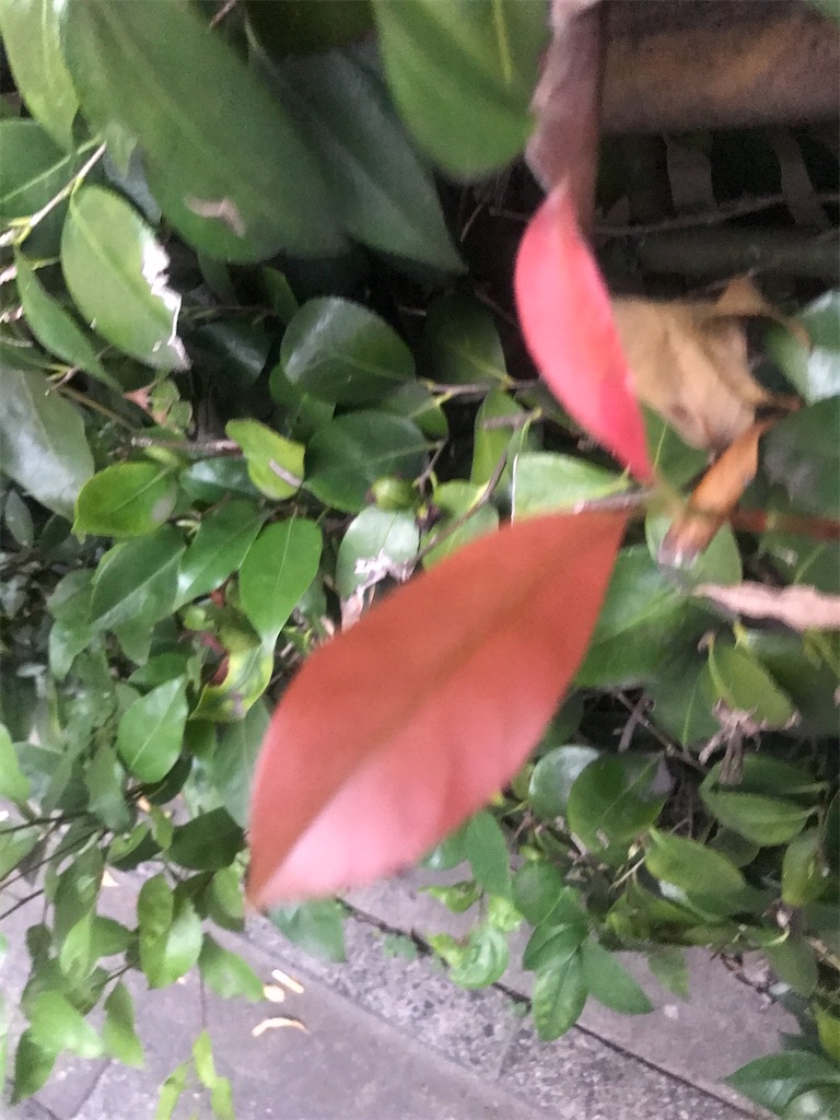 f:id:chinasuki:20211019143158j:image f:id:chinasuki:20211019143158j:image
