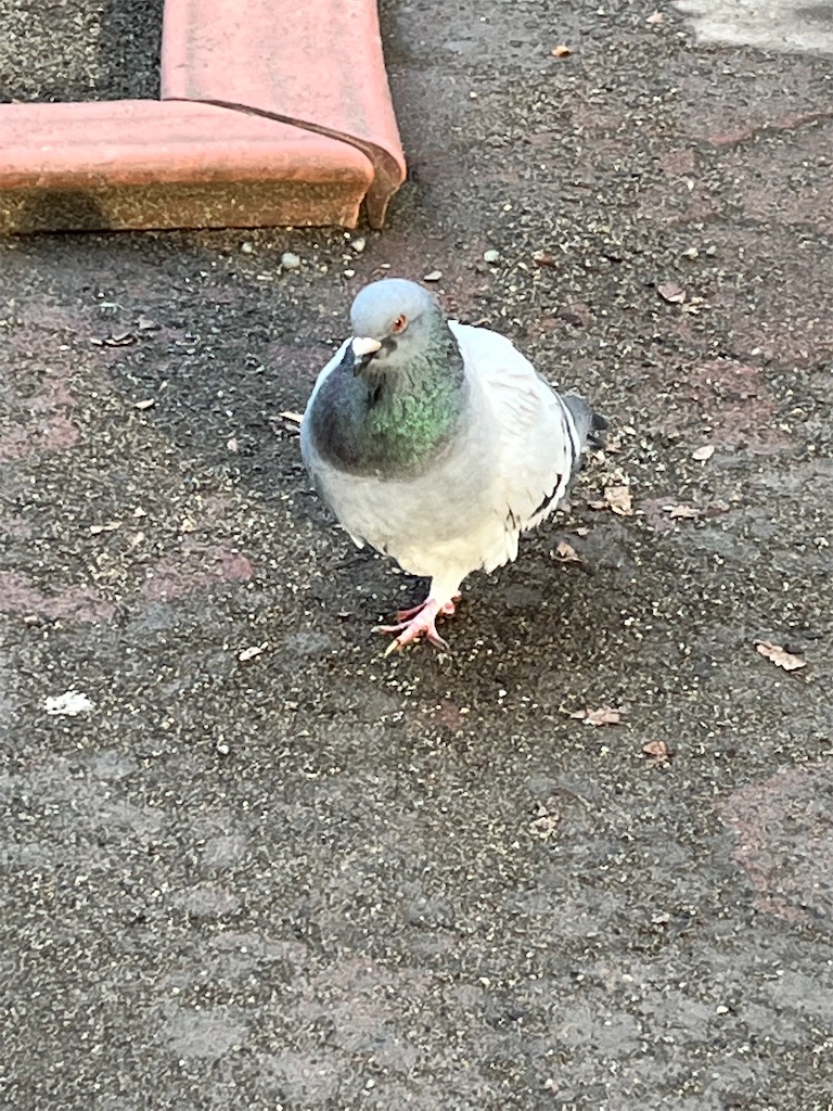 灰色のハト 公園のハトにエサやり - YouTube