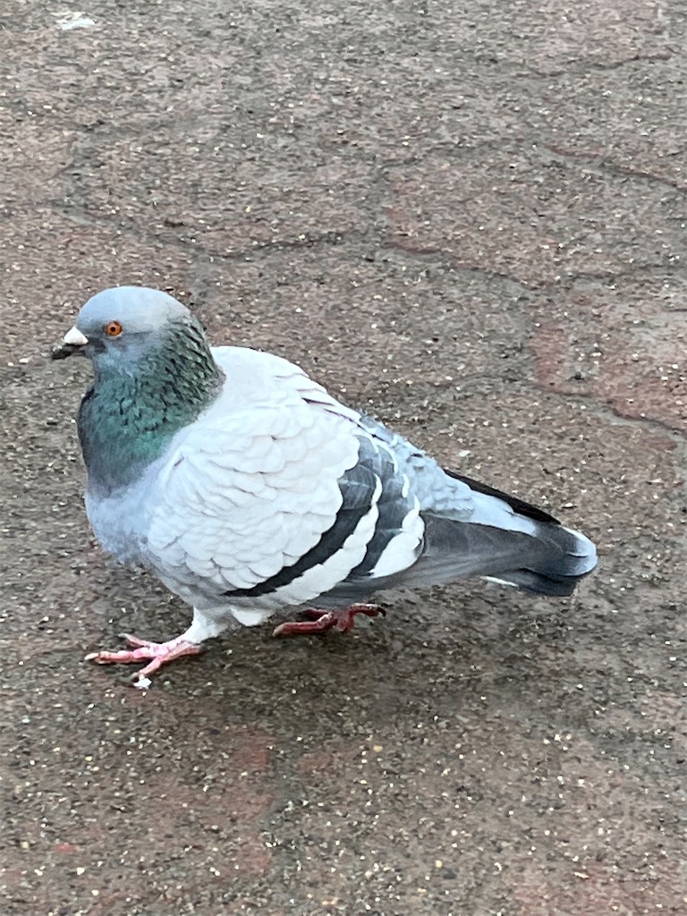 灰色のハト ドバト「長崎長与野鳥図鑑」 | Anpapa@B級野鳥図鑑