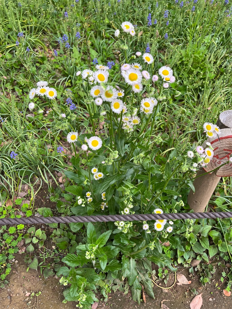 紹介 植物 新宿中央公園のあちこちにあるハルジオン 春紫苑 の花を紹介します Chinasukiのブログ 紹介 植物 新宿中央公園のあちこちにあるハルジオン 春紫苑 の花を紹介します Chinasukiのブログ