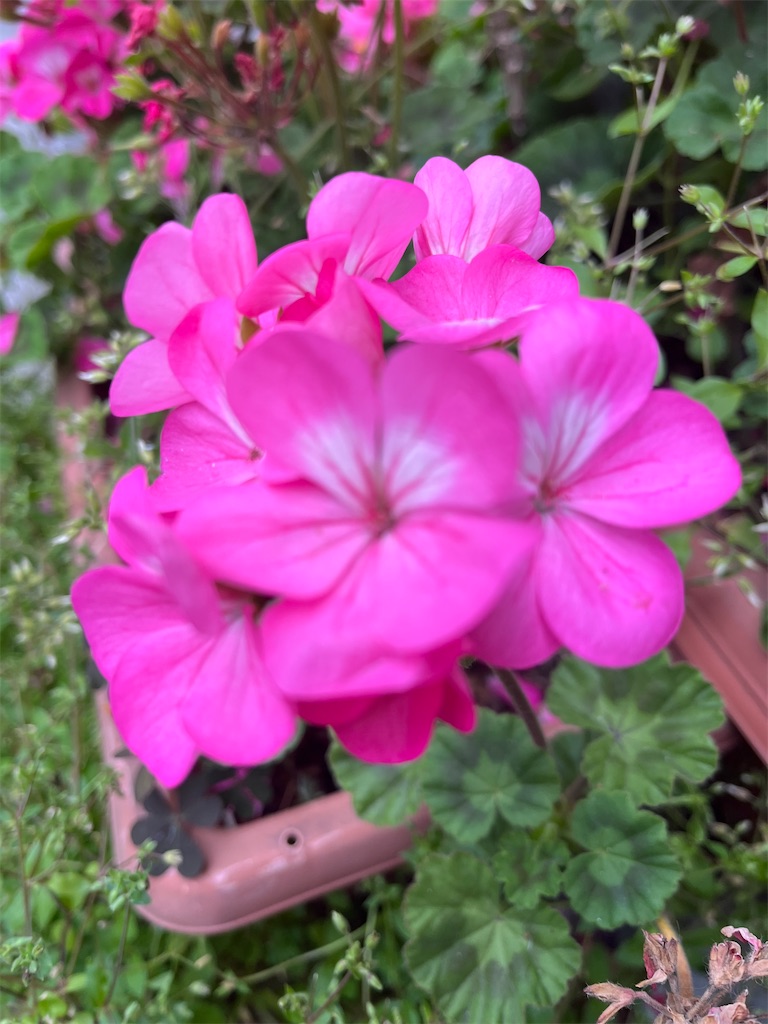 紹介 植物 北新宿1丁目の花壇で見かけたモンテンジクアオイ 紋天竺葵 の花を紹介します Chinasukiのブログ
