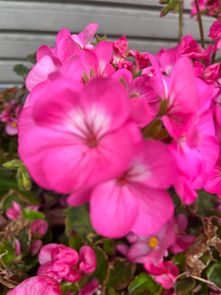 紹介 植物 北新宿1丁目の花壇で見かけたモンテンジクアオイ 紋天竺葵 の花を紹介します Chinasukiのブログ