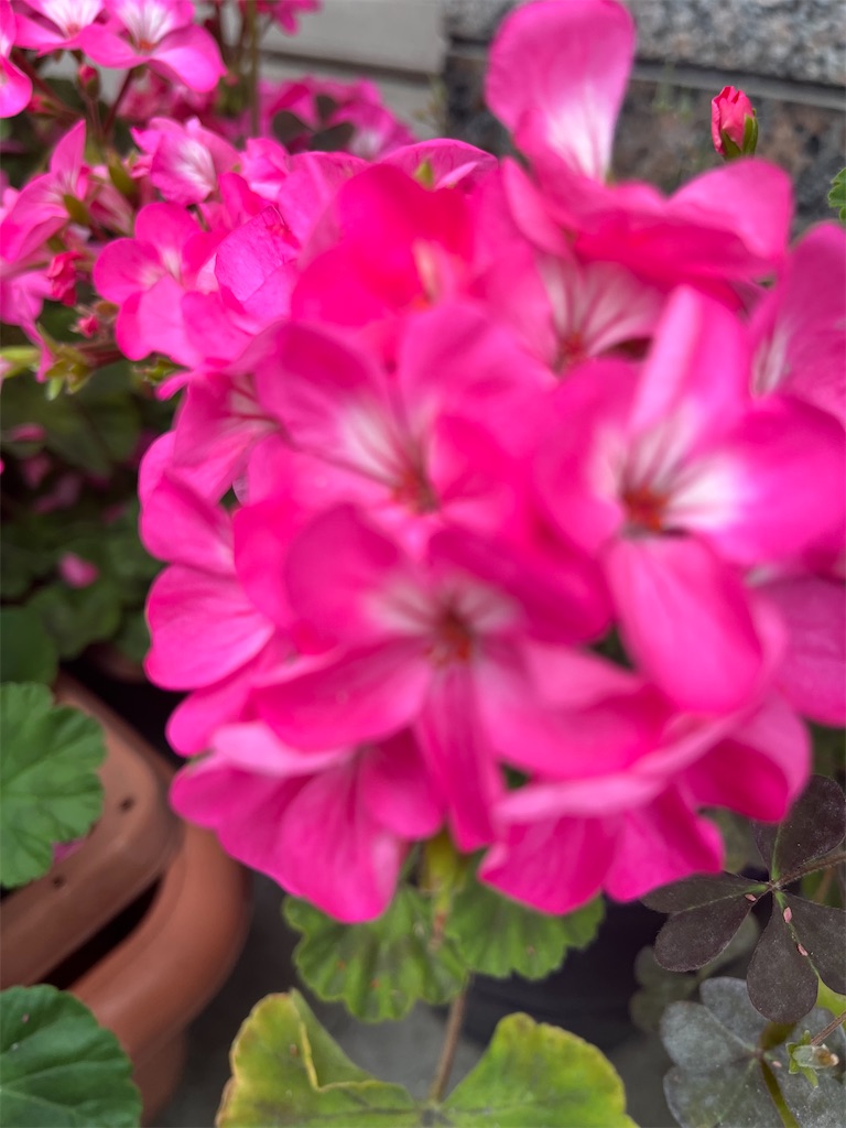 紹介 植物 北新宿1丁目の花壇で見かけたモンテンジクアオイ 紋天竺葵 の花を紹介します Chinasukiのブログ