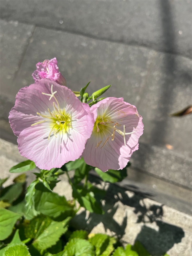 紹介 植物 西新宿8丁目の街角で見かけたヒルザキツキミソウ 昼咲月見草 を紹介します Chinasukiのブログ